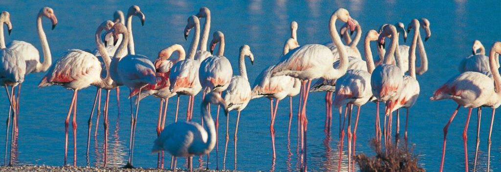 タラソ スパ ラ グランド モット